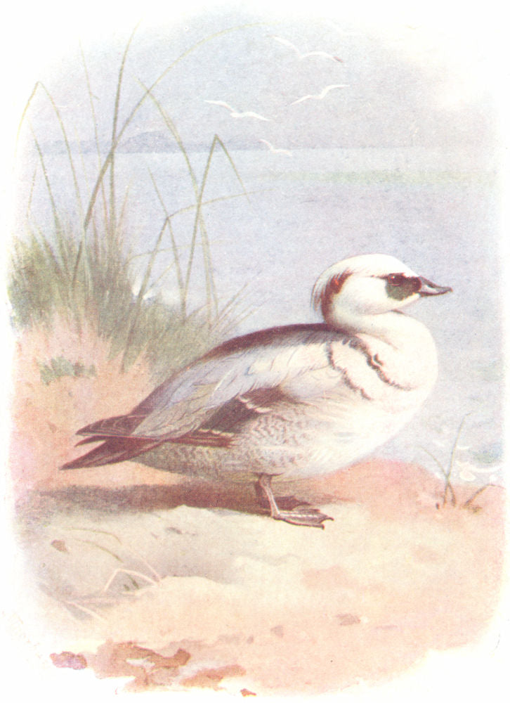 BIRDS. Smew  1901 old antique vintage print picture